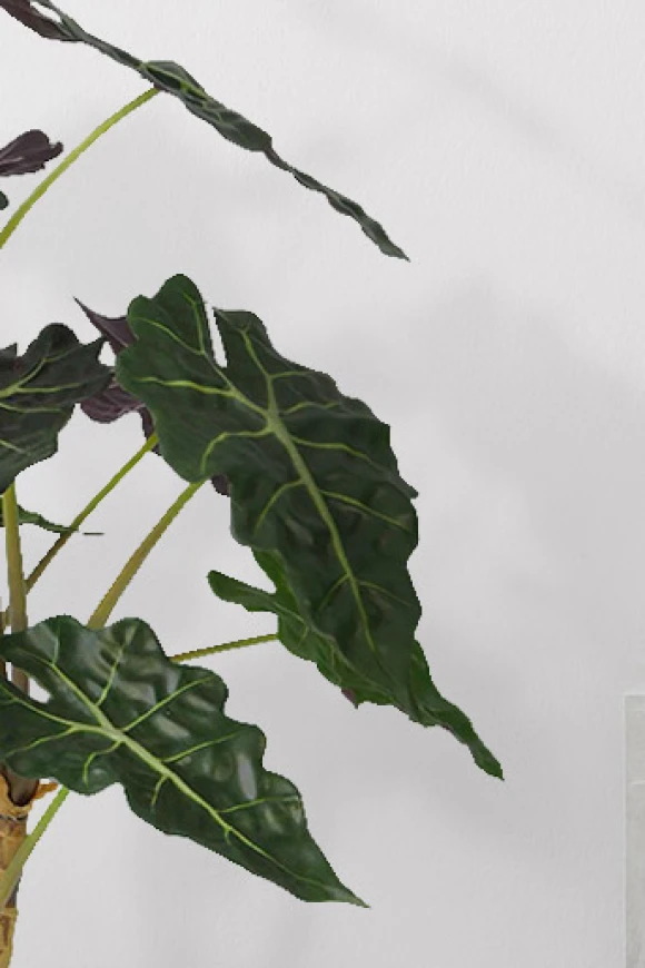 Image of Alocasia in Easington Pot - 80cm