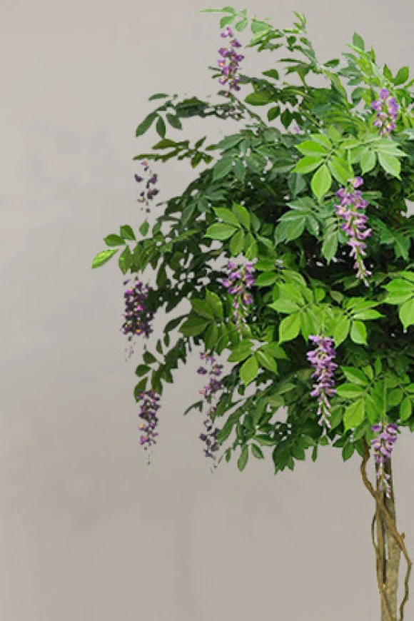 Image of Wisteria Tree in Pot - 210cm