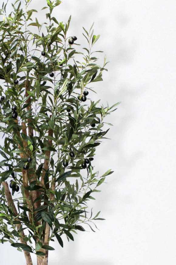 Image of Olive Tree in Pot - 150cm