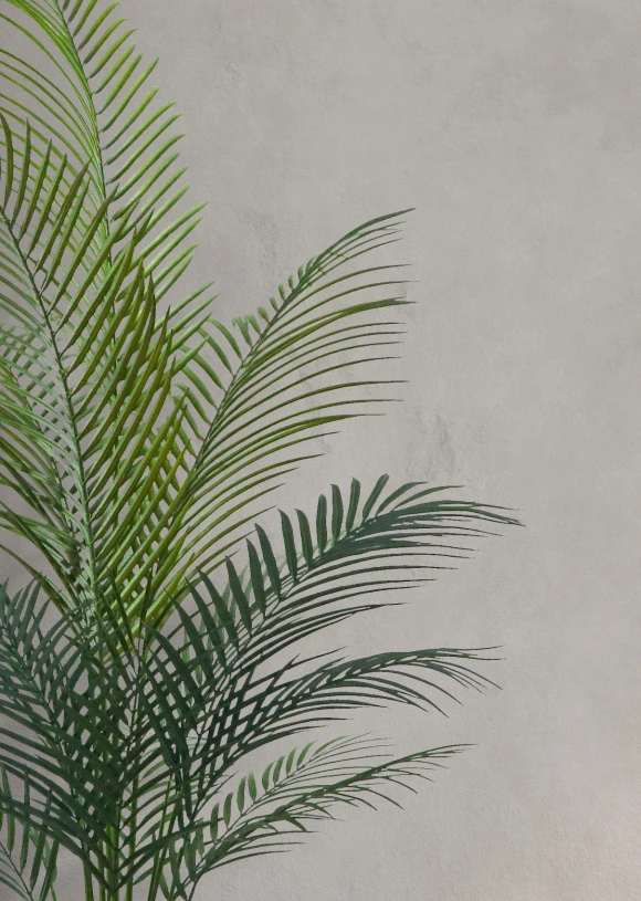 Image of Areca Palm in Pot - 120cm