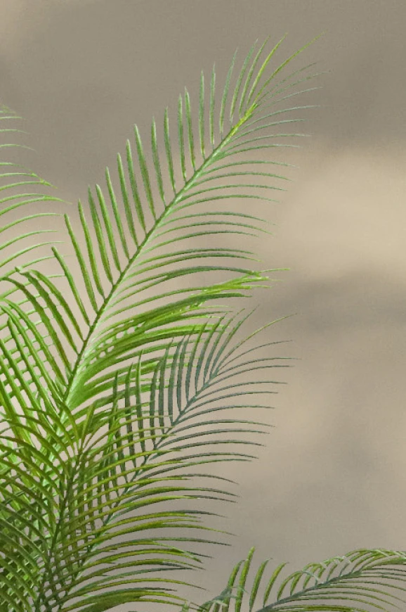 Image of Areca Palm in Pot - 170cm