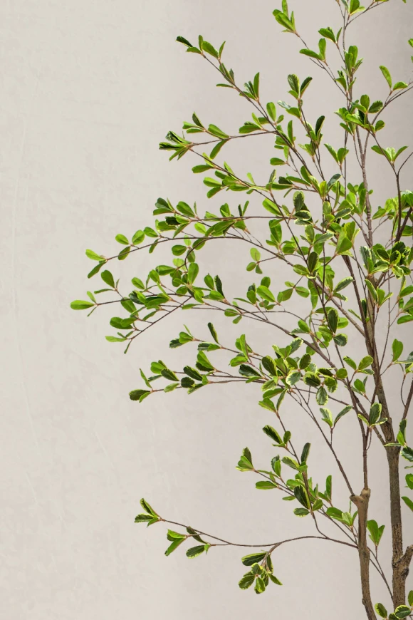 Image of Bucida Tree in Easington Pot - 150cm