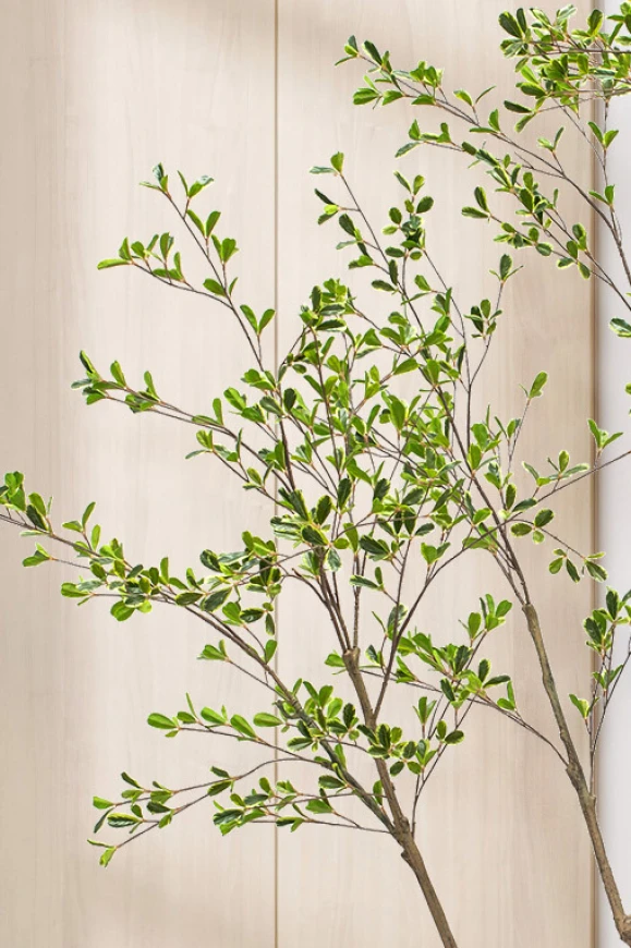 Image of Bucida Tree in Easington Pot - 210cm