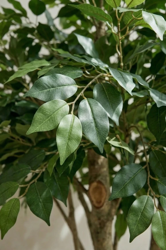 Image of Artificial Ficus Tree in White Easington Pot - 270cm