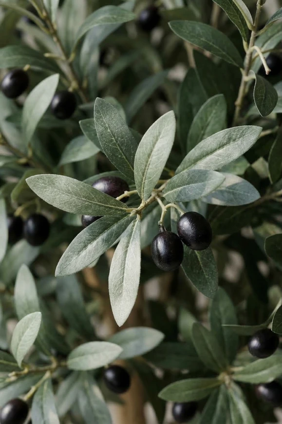 Image of Large Artificial Olive Tree In White Easington Pot - 240cm