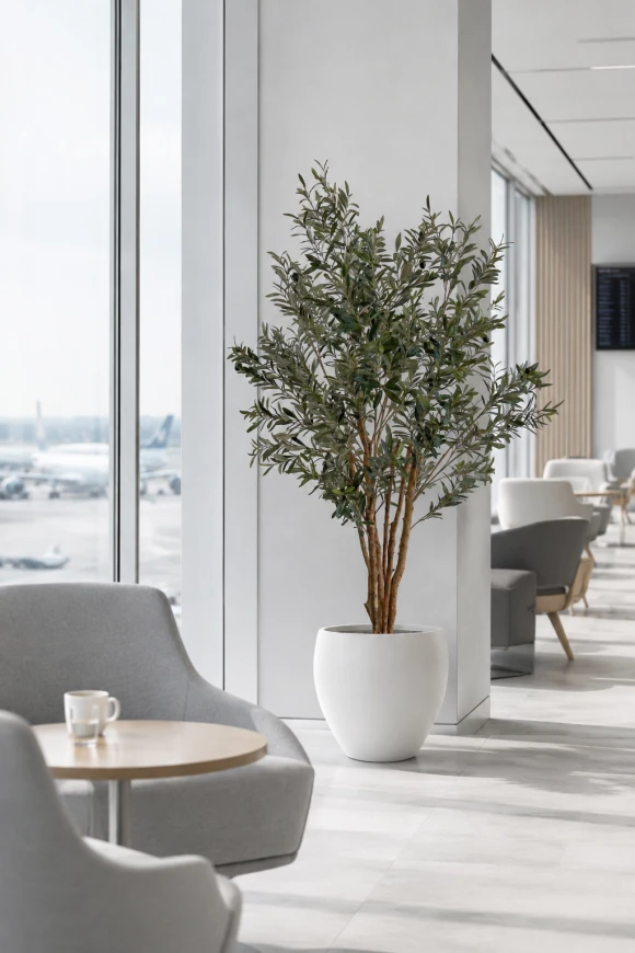 Image of Artificial Olive Tree in White Easington Pot - 185cm