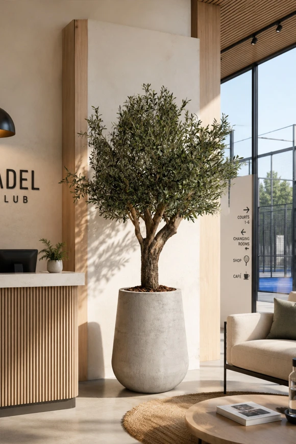 Image of Premium Artificial Olive Tree on Single Natural Trunk - 230cm