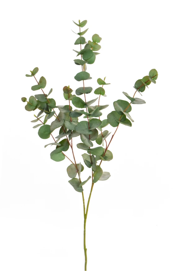 Image of FS Eucalyptus Green GB 100cm