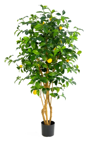 Image of Lemon Tree - 150cm