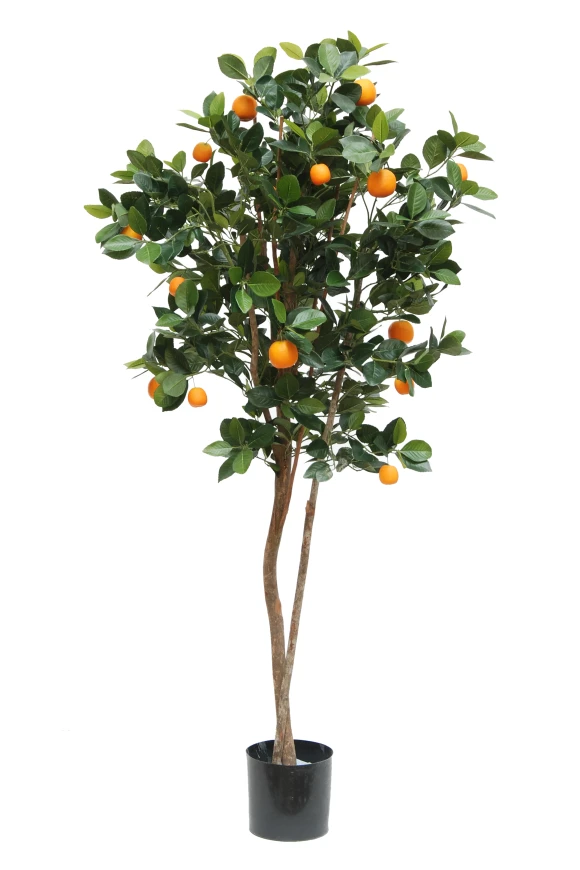 Image of Orange Tree - 150cm