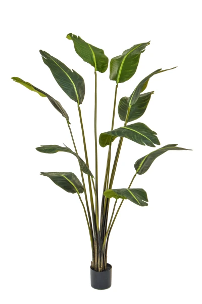 Image of Bird of Paradise - 180cm