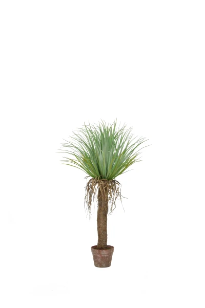 Image of Cycas Palm - 95cm
