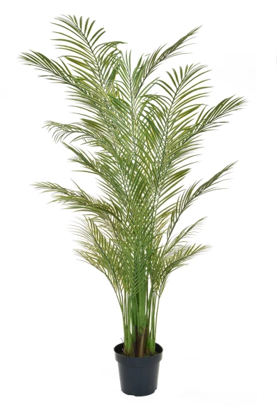 Image of Palm Areca 210cm FR UV-S2