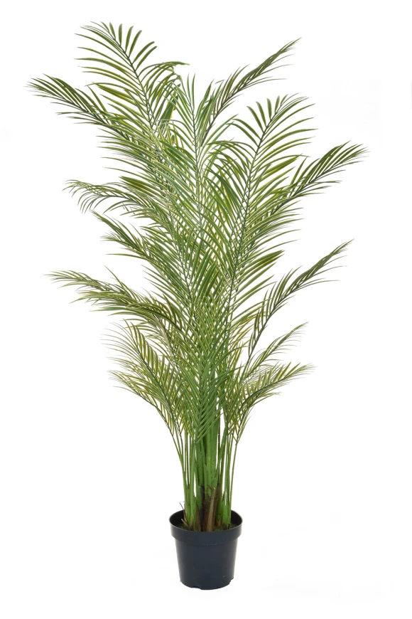 Image of Palm Areca 210cm FR UV-S2