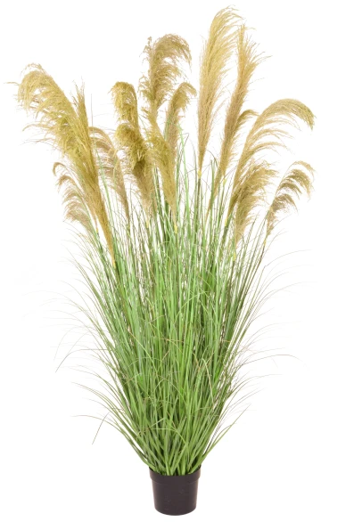 Image of Grass Reed in Pot YF 182cm