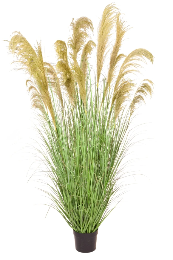 Image of Grass Reed in Pot YF 182cm