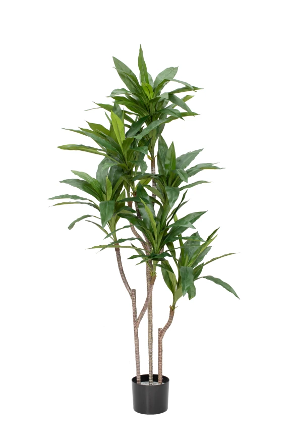 Image of Cordyline - 150cm