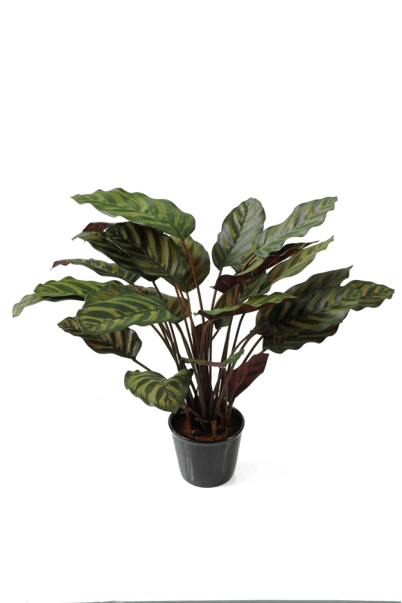 Image of Calathea Roseopicta - 70cm
