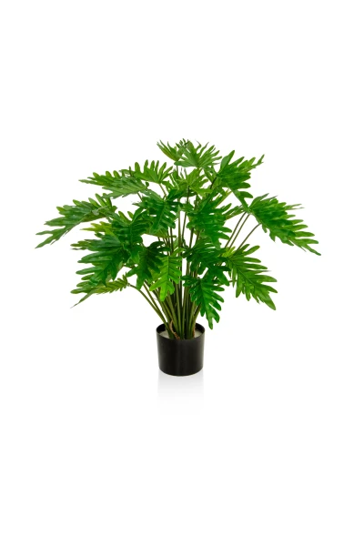 Image of Philodendron - 75cm