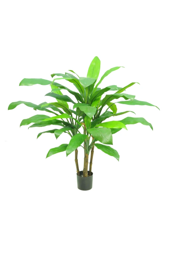Image of Cordyline - 60cm