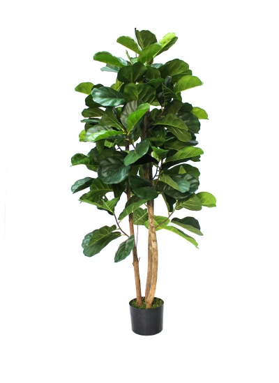 Image of Fiddle Tree - 150cm