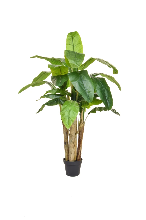 Image of Banana Tree - 140cm