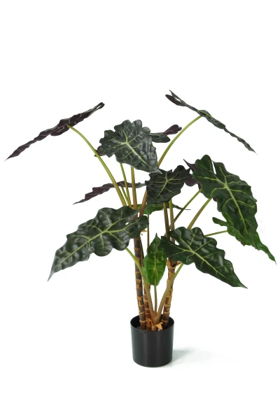 Image of Alocasia - 80cm