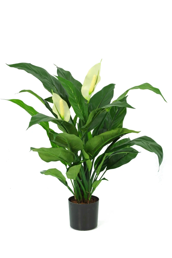 Image of Peace Lily - 70cm