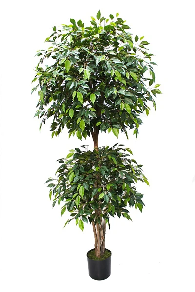 Image of Ficus Liana - 185cm