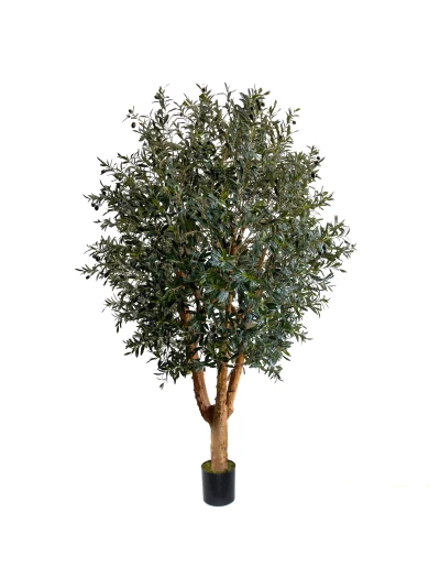 Image of NTT Olive In Pot 240cm