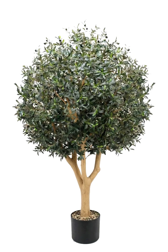 Image of NTT Olive In Pot 240cm