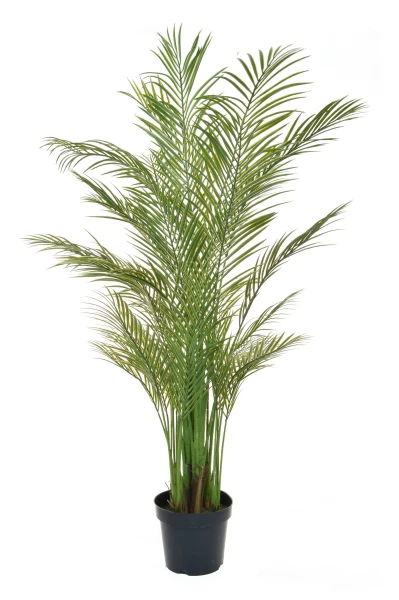 Image of Areca Palm - 210cm