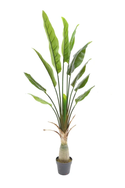 Image of Traveller Palm - 150cm