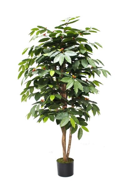 Image of Coffee Tree - 150cm