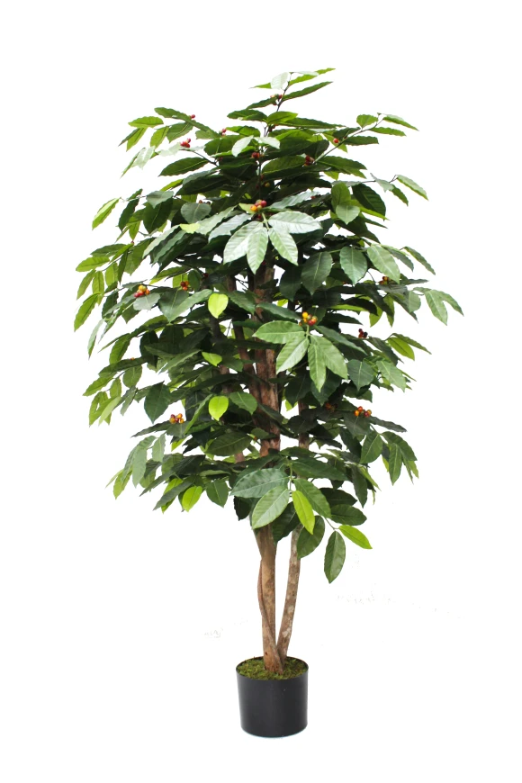 Image of Coffee Tree - 150cm