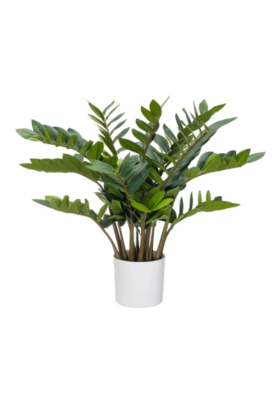 Image of Zanzibar Gem - 75cm