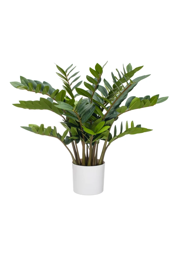 Image of Zanzibar Gem - 75cm