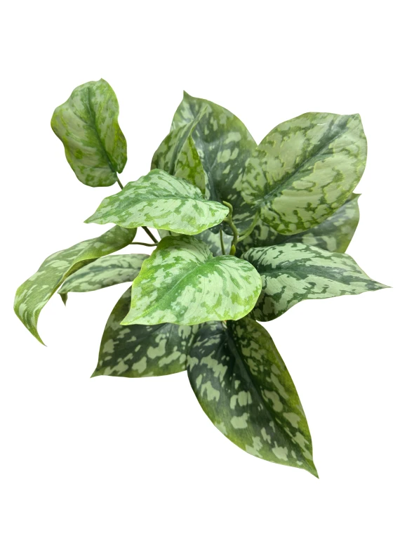 Image of Scindapsus Bush - 36cm