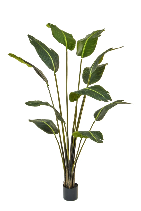 Image of Artificial Traveller Palm - 210cm