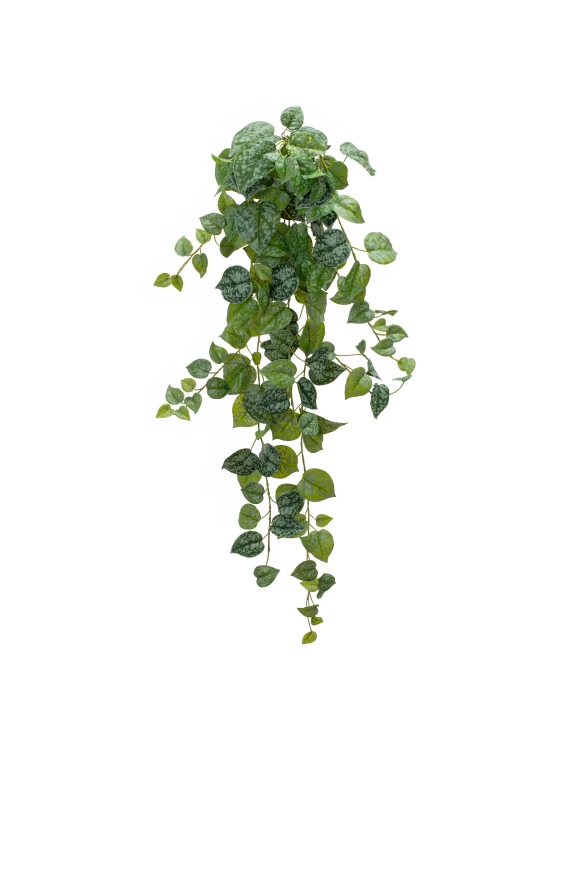 Image of Hanging Pothos Trail - 100cm