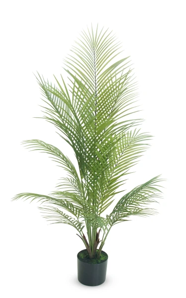 Image of Areca Palm - 120cm