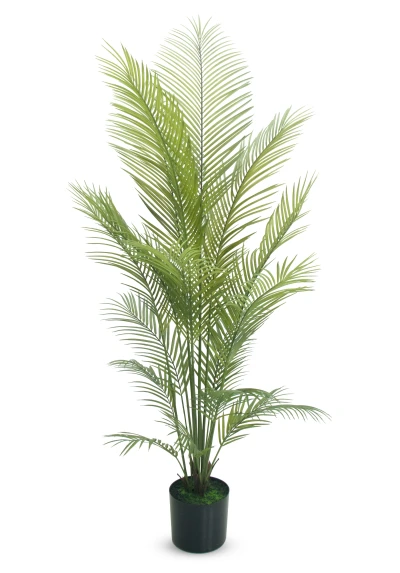Image of Areca Palm - 170cm