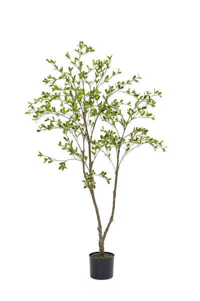 Image of Bucida Tree - 150cm