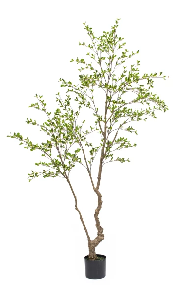 Image of Bucida Tree - 210cm