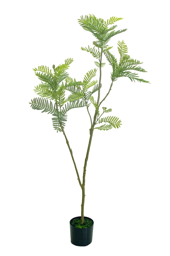 Image of Jacaranda Tree - 180cm