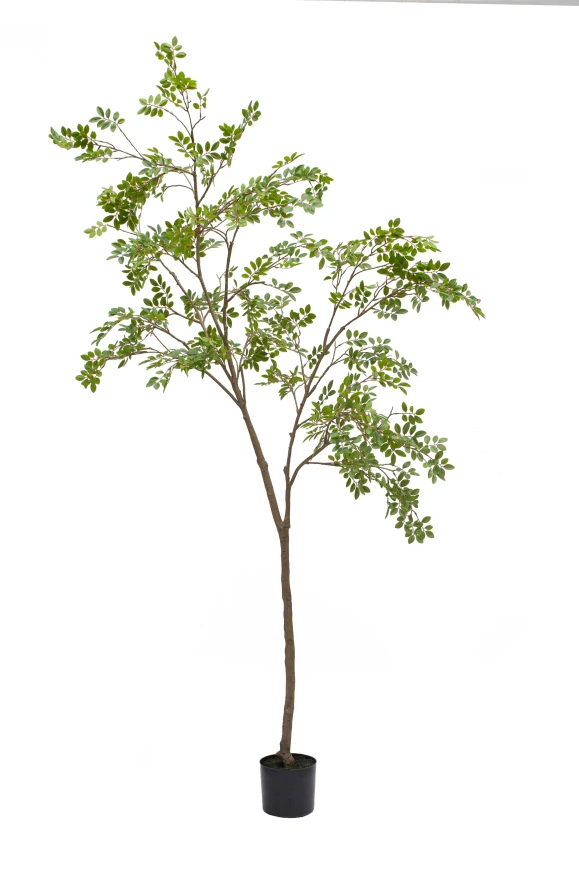 Image of Elm Tree - 240cm