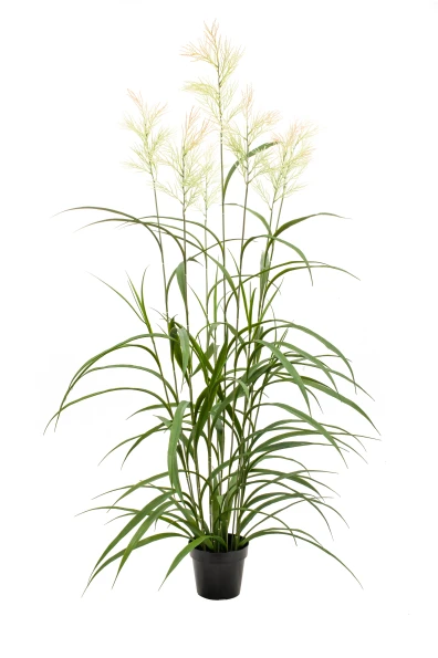 Outdoor Artificial Switchgrass - 150cm