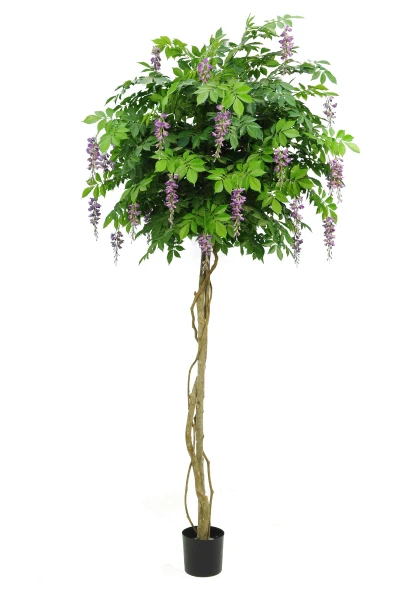 Image of Wisteria Tree - 210cm