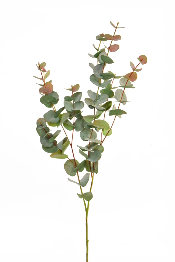 Image of FS Eucalyptus RG GB 100cm