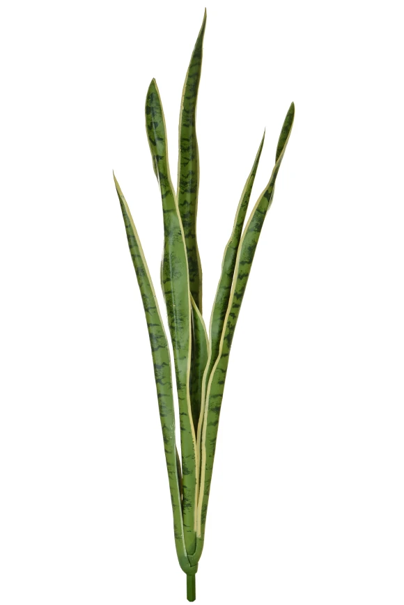 Image of Variegated Snake Plant - 107cm